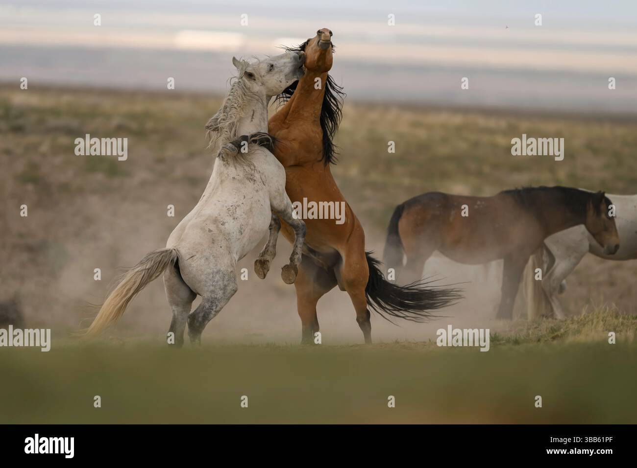 Wilde Pferdehengste kämpfen, Onaqui Herde, West Desert, Utah Stockfoto
