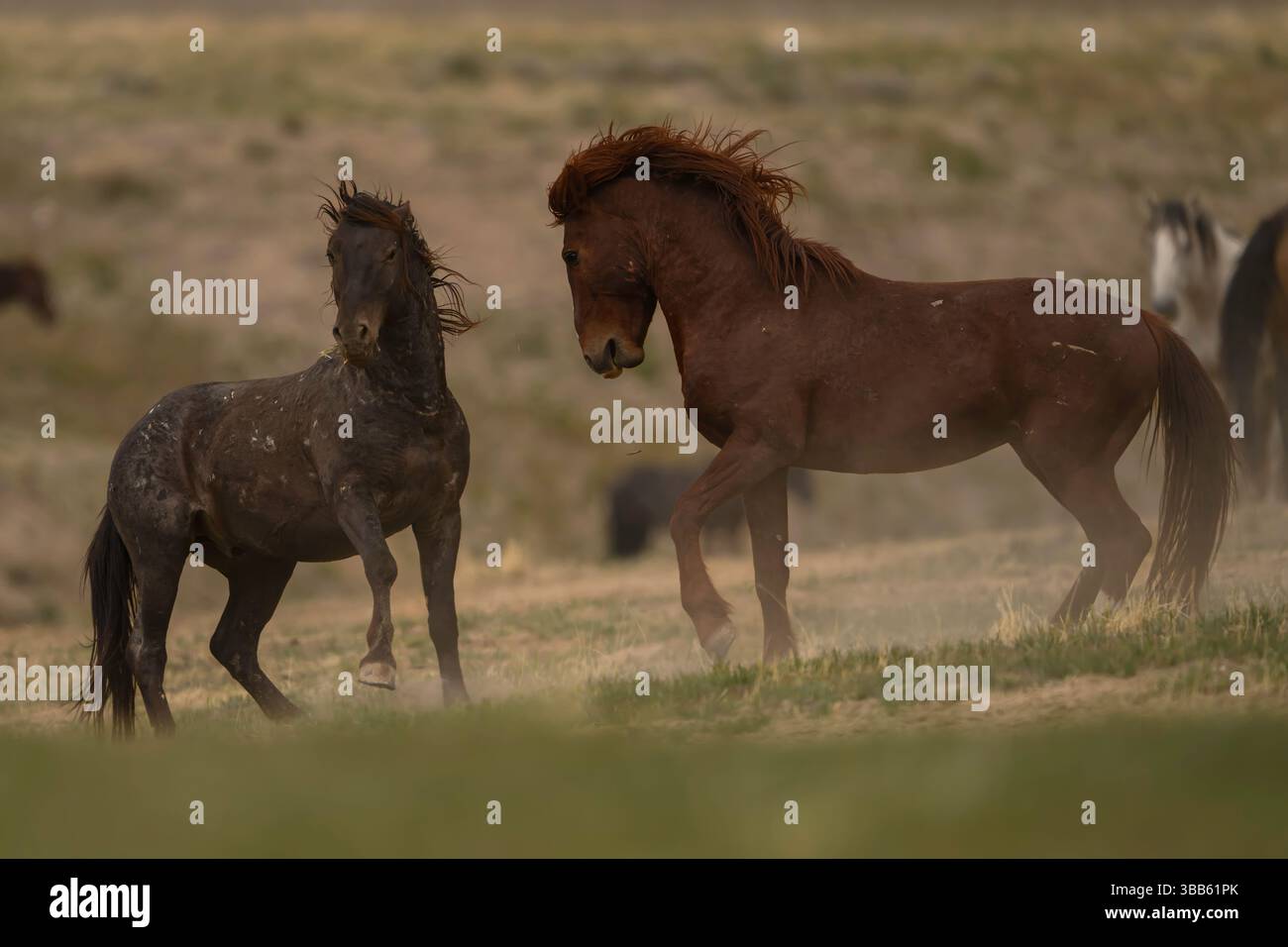 Wilde Pferdehengste kämpfen, Onaqui Herde, West Desert, Utah Stockfoto