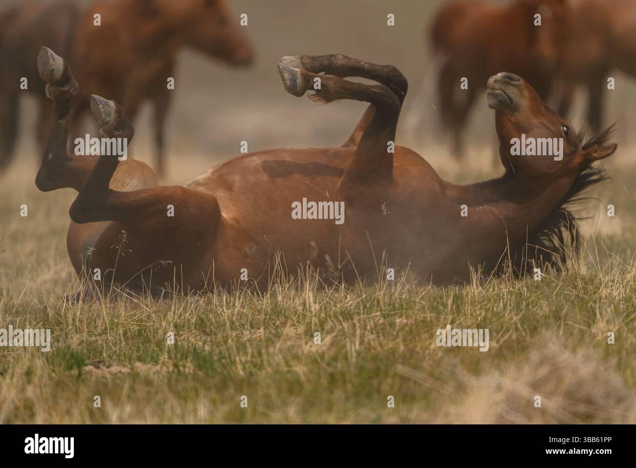 Wildes Pferd auf dem Rücken, Onaqui Herde, West Desert, Utah Stockfoto