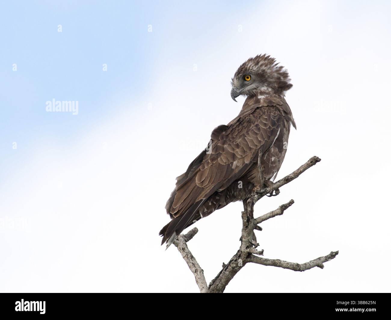 Slangenarend über de Schouder kijkend, Kurzzehenadler über der Schulter-Look Stockfoto