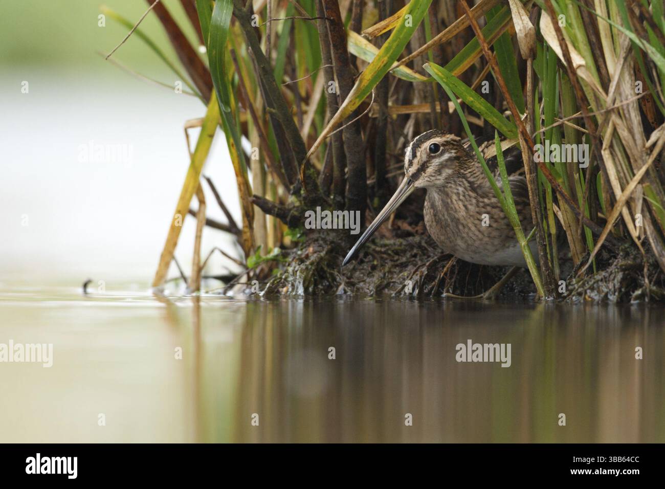 Watersnip, Snipe, Gallinago gallinago Stockfoto