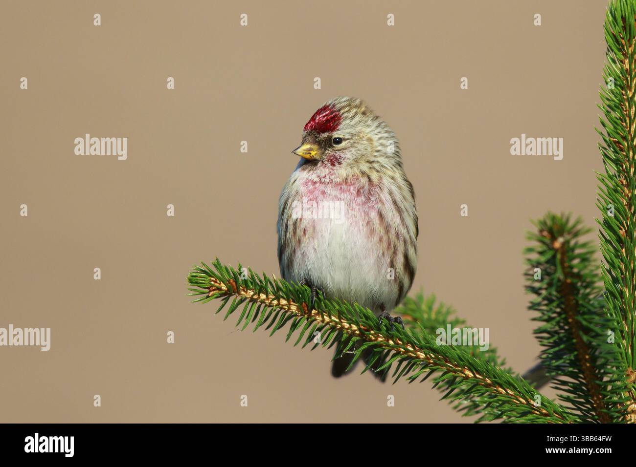 Arctic Redpoll (Acanthis hornemanni) männlich auf einem Fichtenzweig, Niederlande Stockfoto