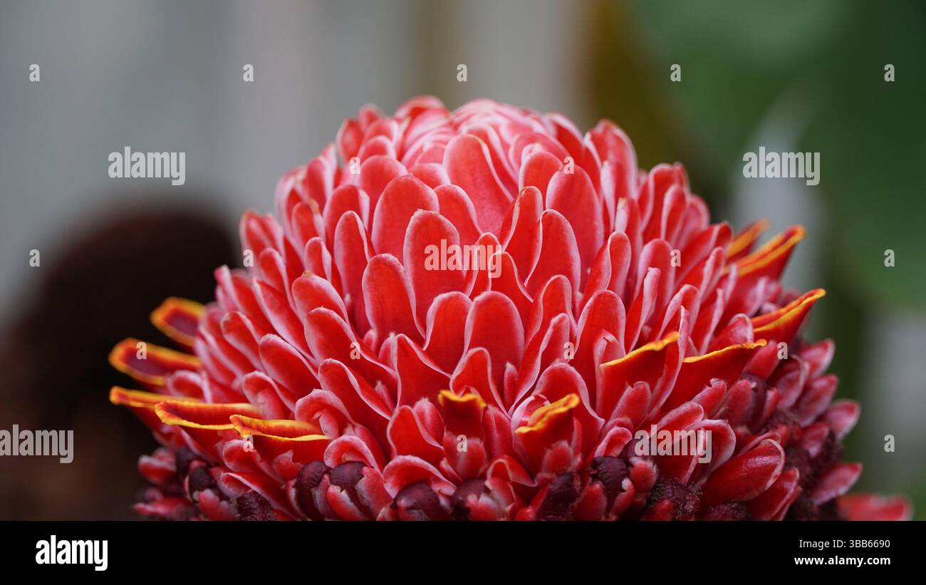 Sommerblumen in voller Blüte – saisonale Blumenschönheit Stockfoto
