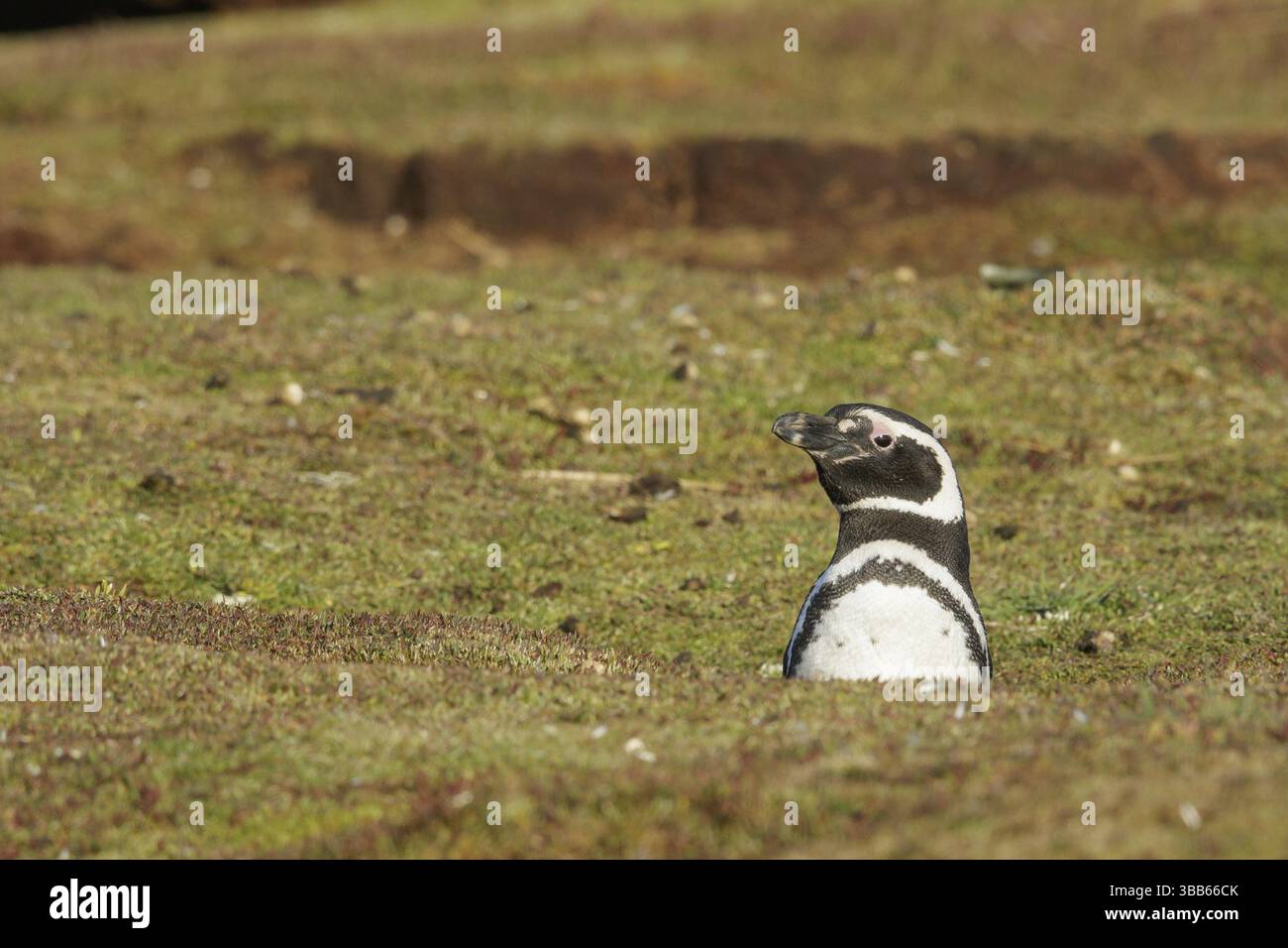 Magellanischer Pinguin (Spheniscus magellanicus) in seiner Nistkolonie auf den Falklandinseln Stockfoto