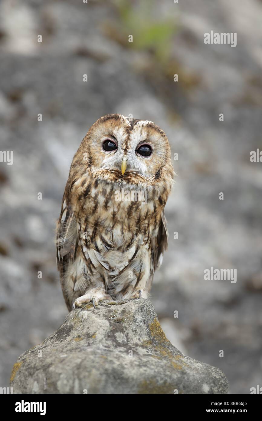 Tawny Owl (Strix aluco) Captive, Deutschland, Europa Stockfoto