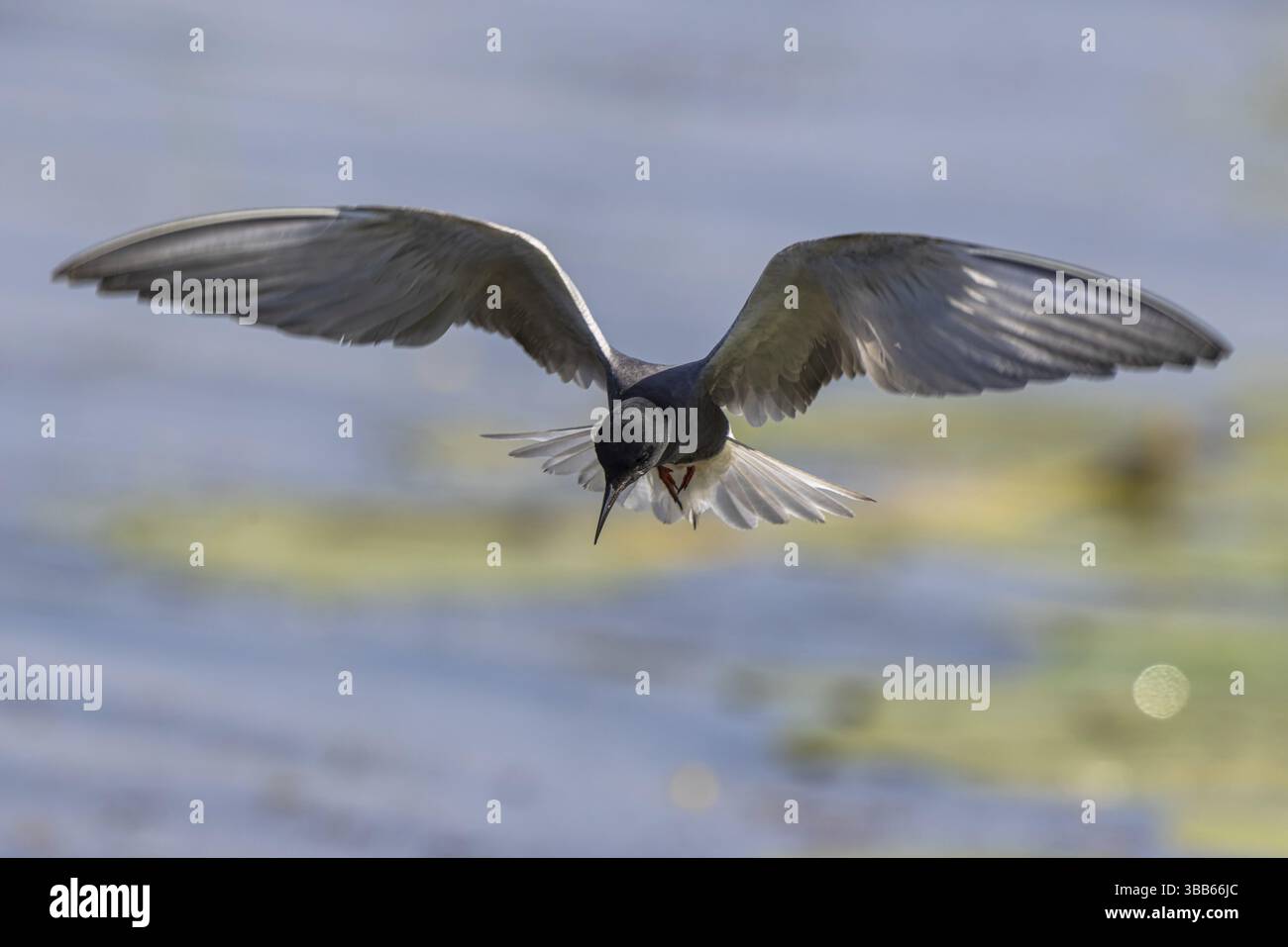 Schwarzteere (Chlidonias niger) fliegen, Niederlande Stockfoto