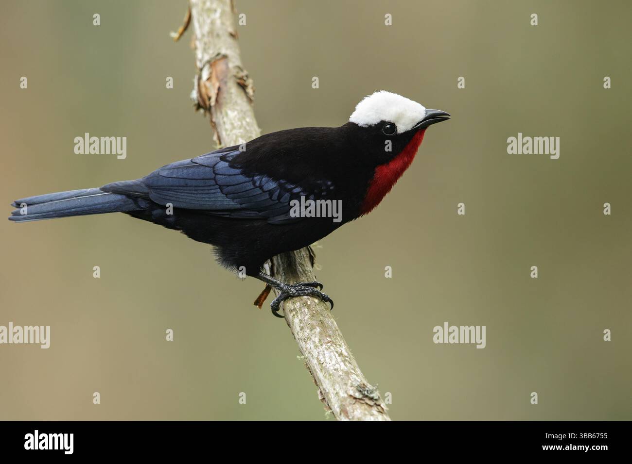 Weißkappentanager (Sericossypha albocristata) thront auf einem Ast in den Bergen von Kolumbien, Südamerika Stockfoto