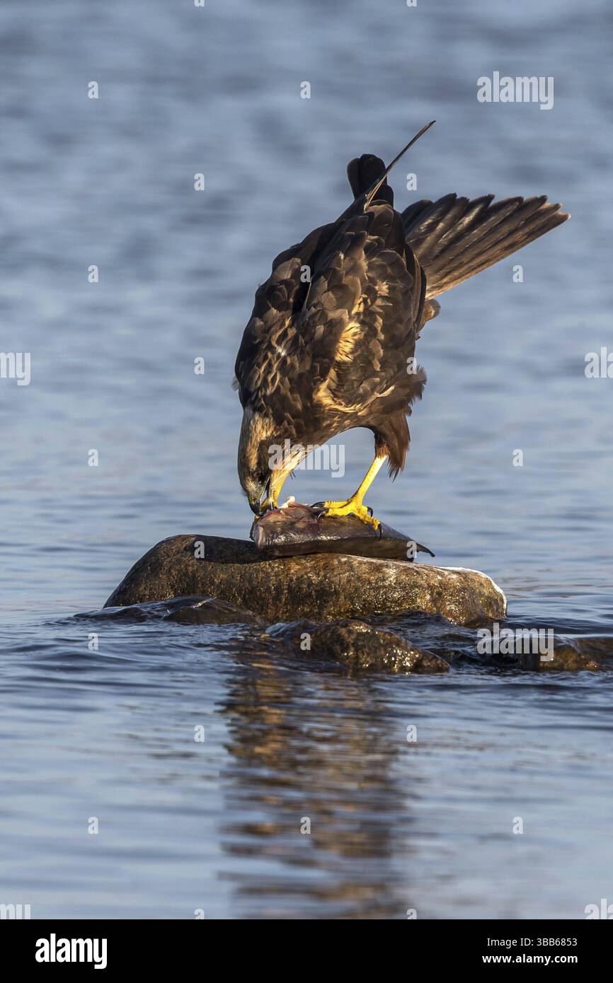 Westliche Sumpfweide (Circus aeruginosus), weibliches Fischfressen, Mecklenburg-Vorpommern Stockfoto