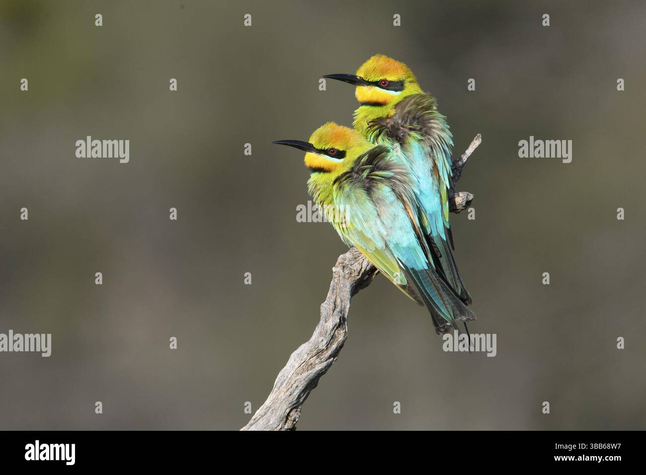 Rainbow Bienenfresser (Merops ornatus) Paar auf einem Zweig, South Australia, Australien, Ozeanien Stockfoto