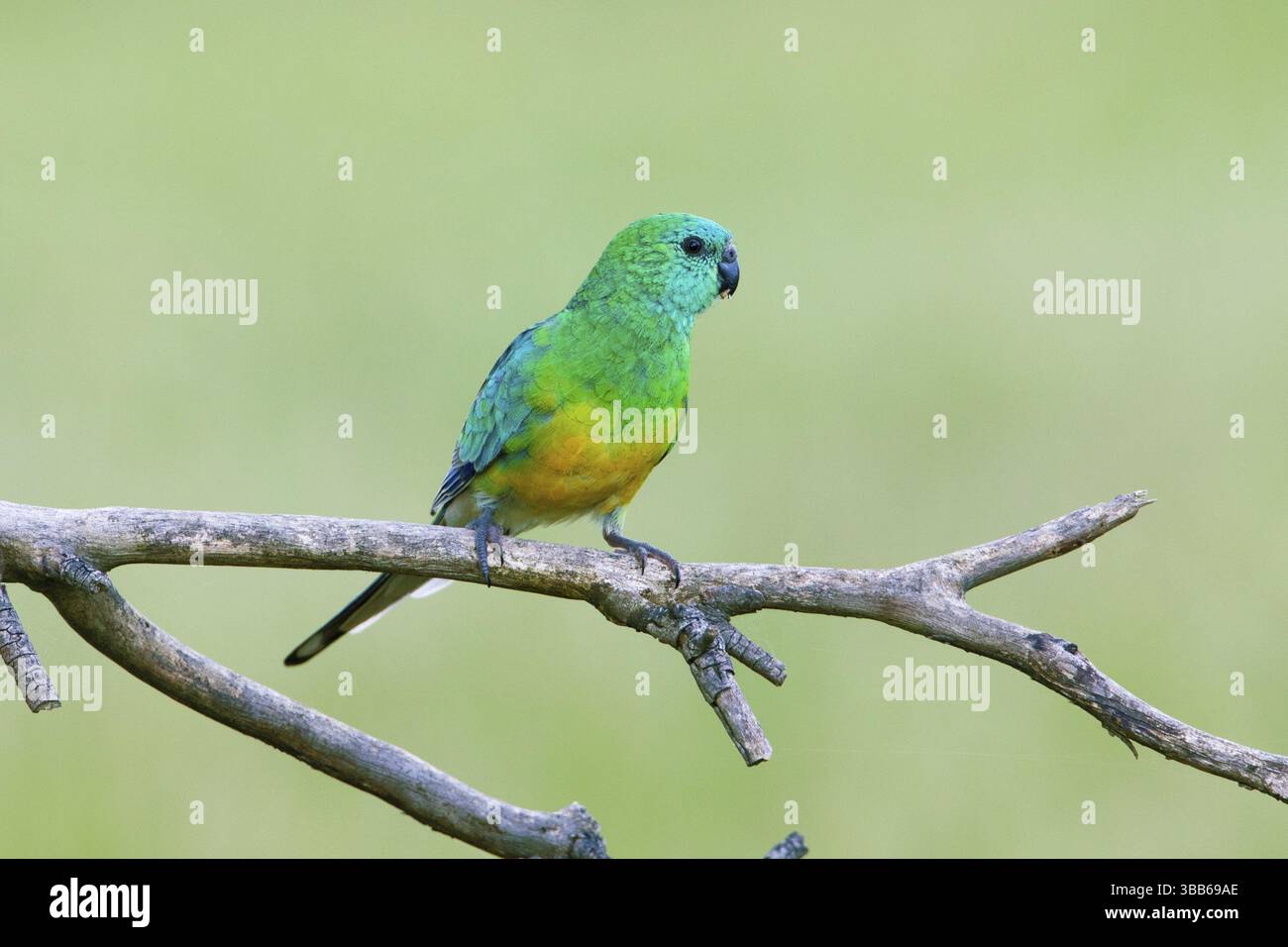 Rotwein-Papagei (Psephotus haematonotus), männlich auf einem Ast, Victoria, Australien, Ozeanien Stockfoto