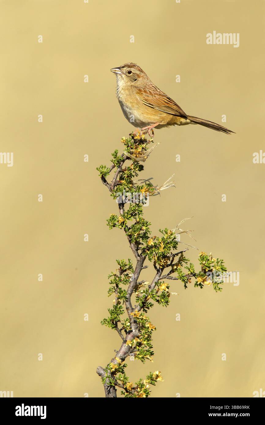 Botteri's Sparrow Aimophila botterii Sonoita, Cochise County, Arizona, Vereinigte Staaten 17 May Adult Emberizidae Stockfoto