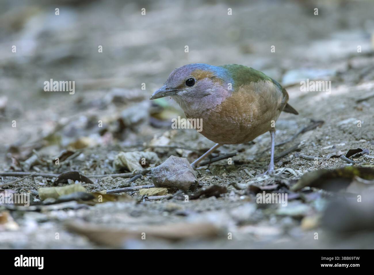 Blaurumpeliger Pitta (Hydrornis Soror), der auf dem Boden sitzt, Di Linh, Vietnam, Asien Stockfoto