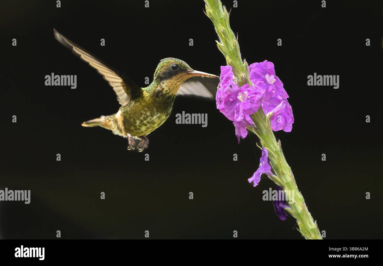 Naturfotografie Sylvia & Olaf Rentzsch Stockfoto