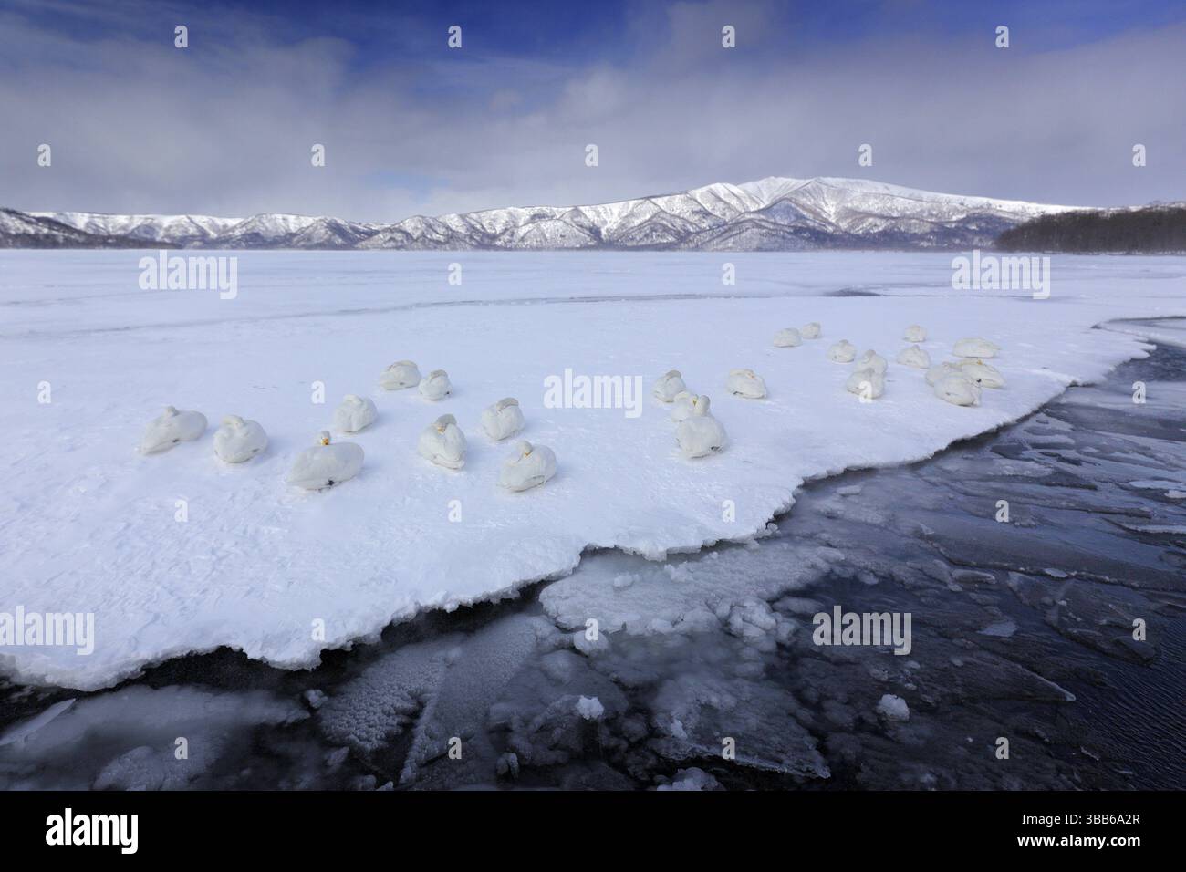 Singschwan, Cygnus cygnus, Vögel im Naturlebensraum, Kusharo-See, Winterszene mit Schnee und Eis im See, nebliger Berg im Hintergrund, Stockfoto