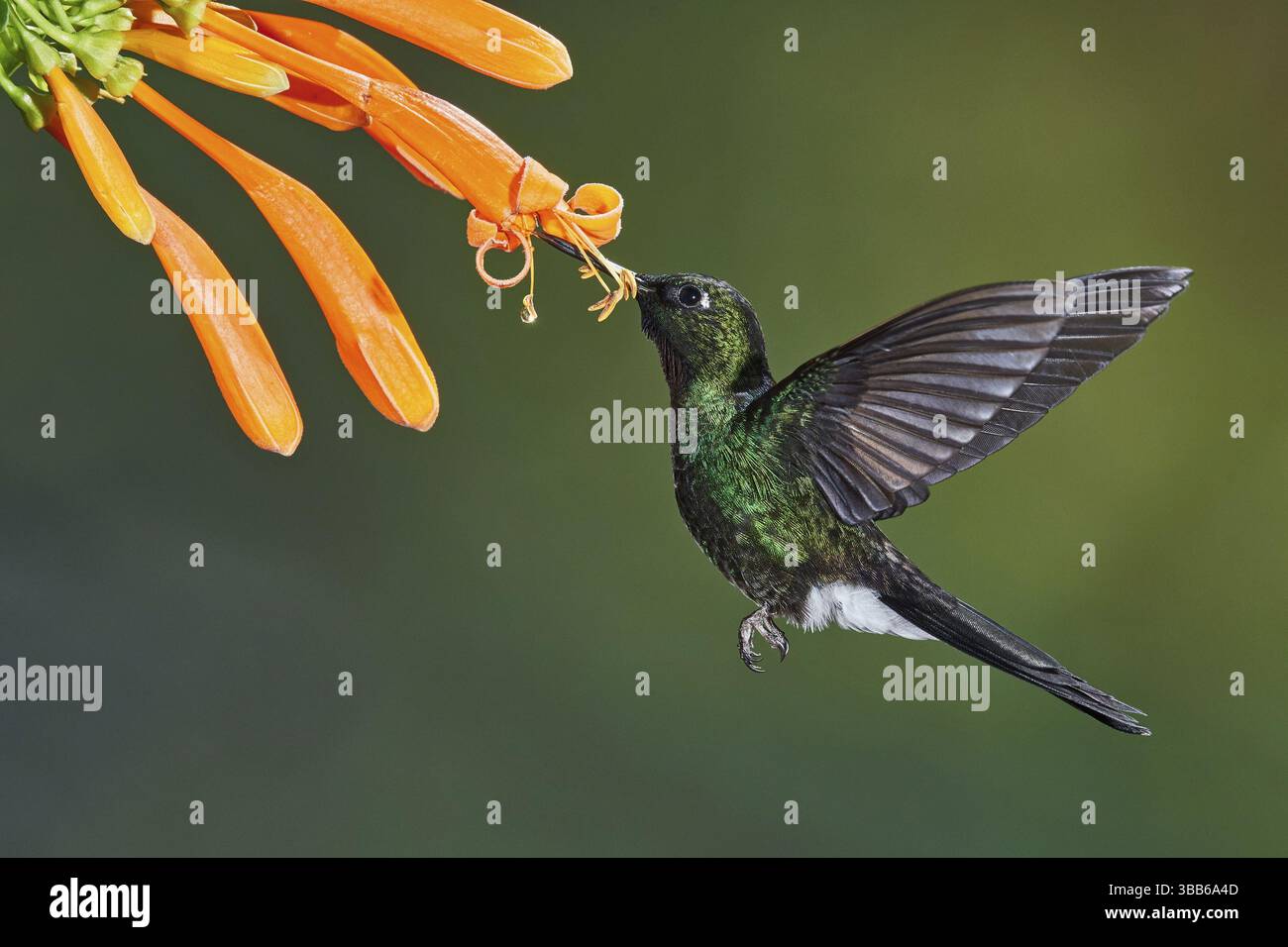 Tourmaline Sunangel (Heliangelus exortis) fliegt während der Fütterung von Blumennektar, Ecuador, Südamerika Stockfoto