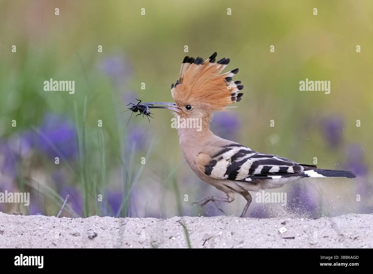 Eurasischer Wiedehopf (Upupa epops) auf dem Boden mit Insekten im Schnabel, Serbien, Europa Stockfoto