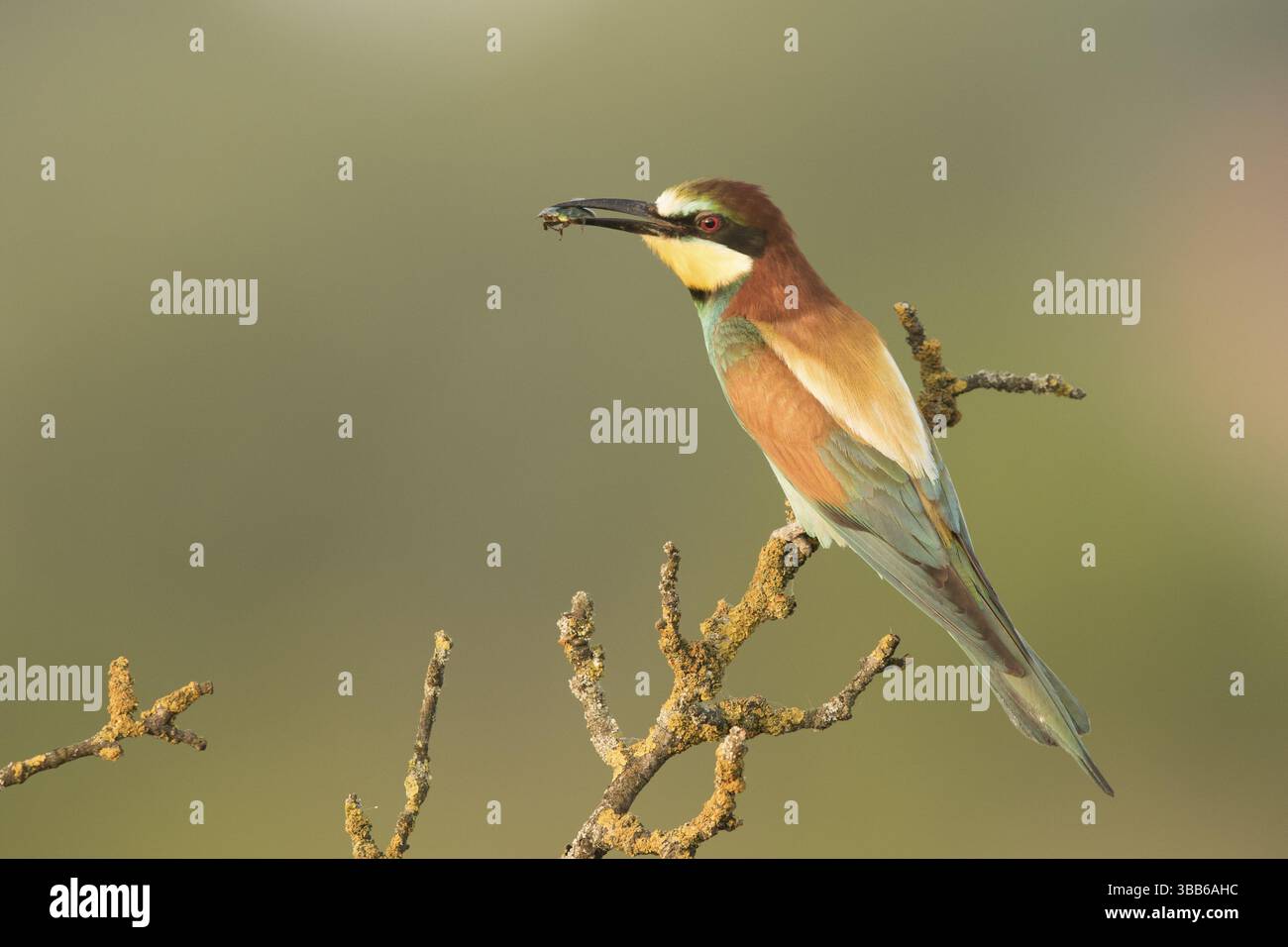 Europäischer Bienenfresser (Merops apiaster) auf einem Flechtenzweig mit Insekten im Schnabel, Serbien, Europa Stockfoto
