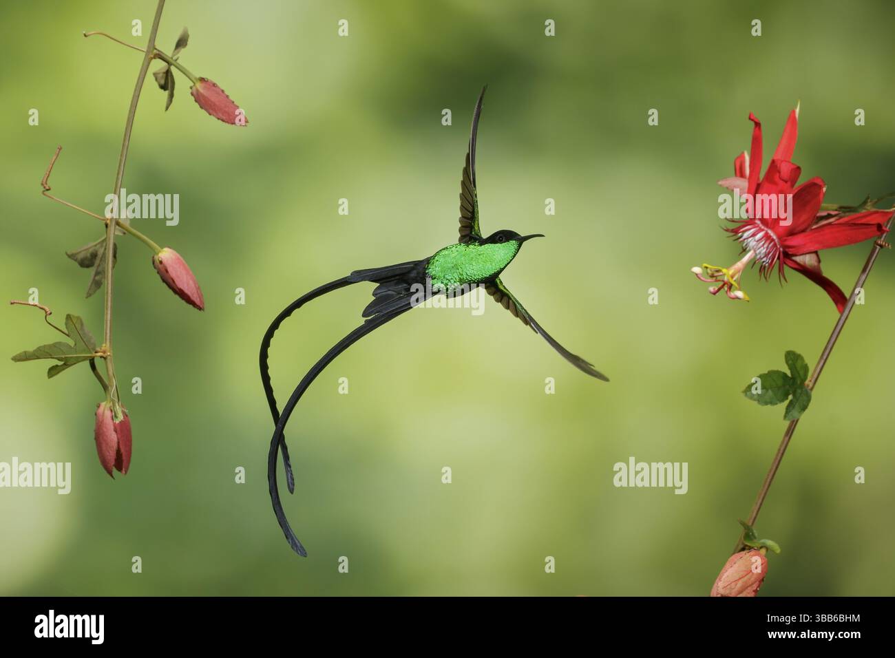 Schwarzschnabelschwanz (Trochilus scitulus), männlich fliegt, Jamaika, Zentralamerika Stockfoto