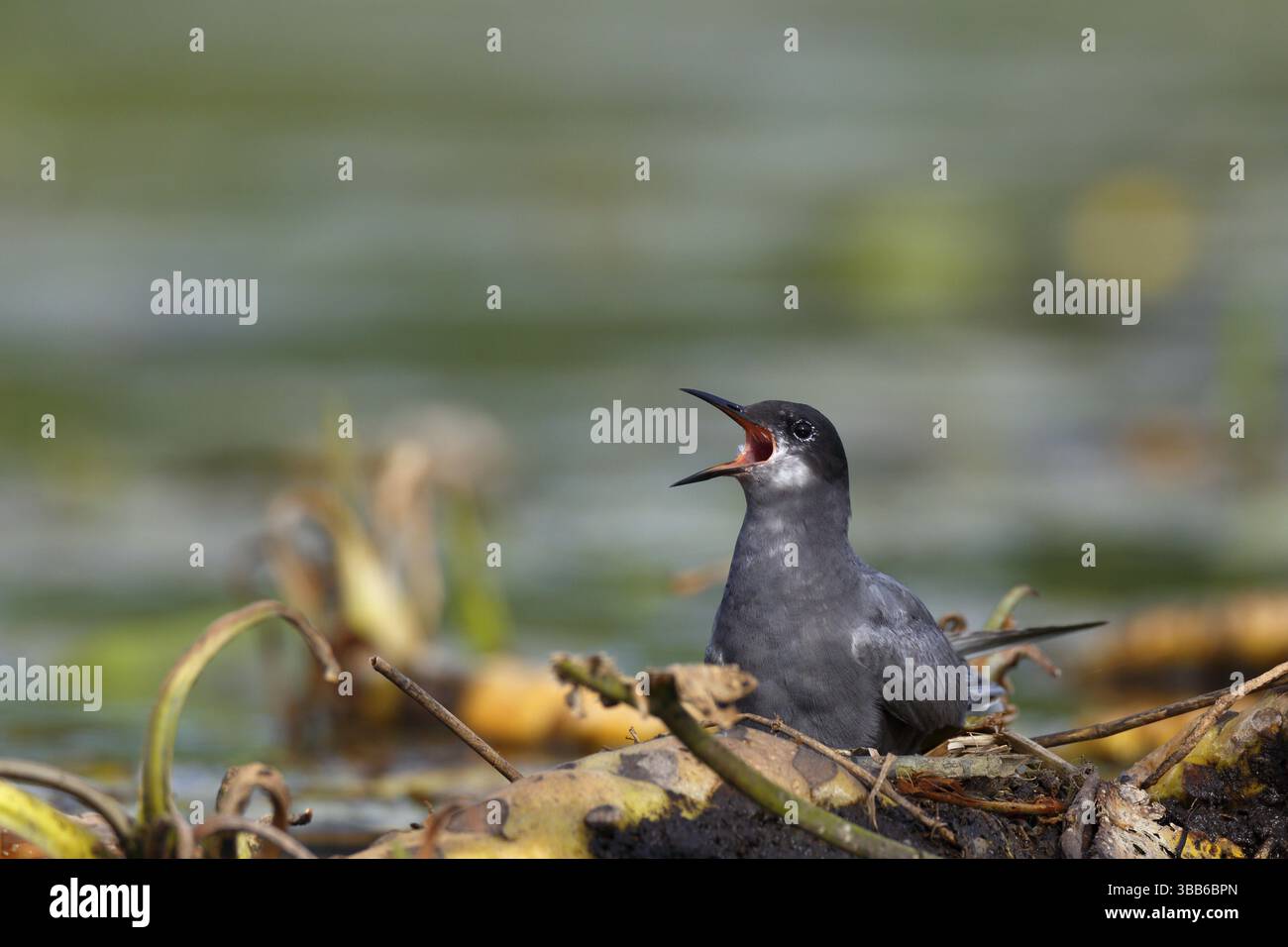 Schwarzteere (Chlidonias niger) Calling, Mecklenburg-Vorpommern, Deutschland, Europa Stockfoto