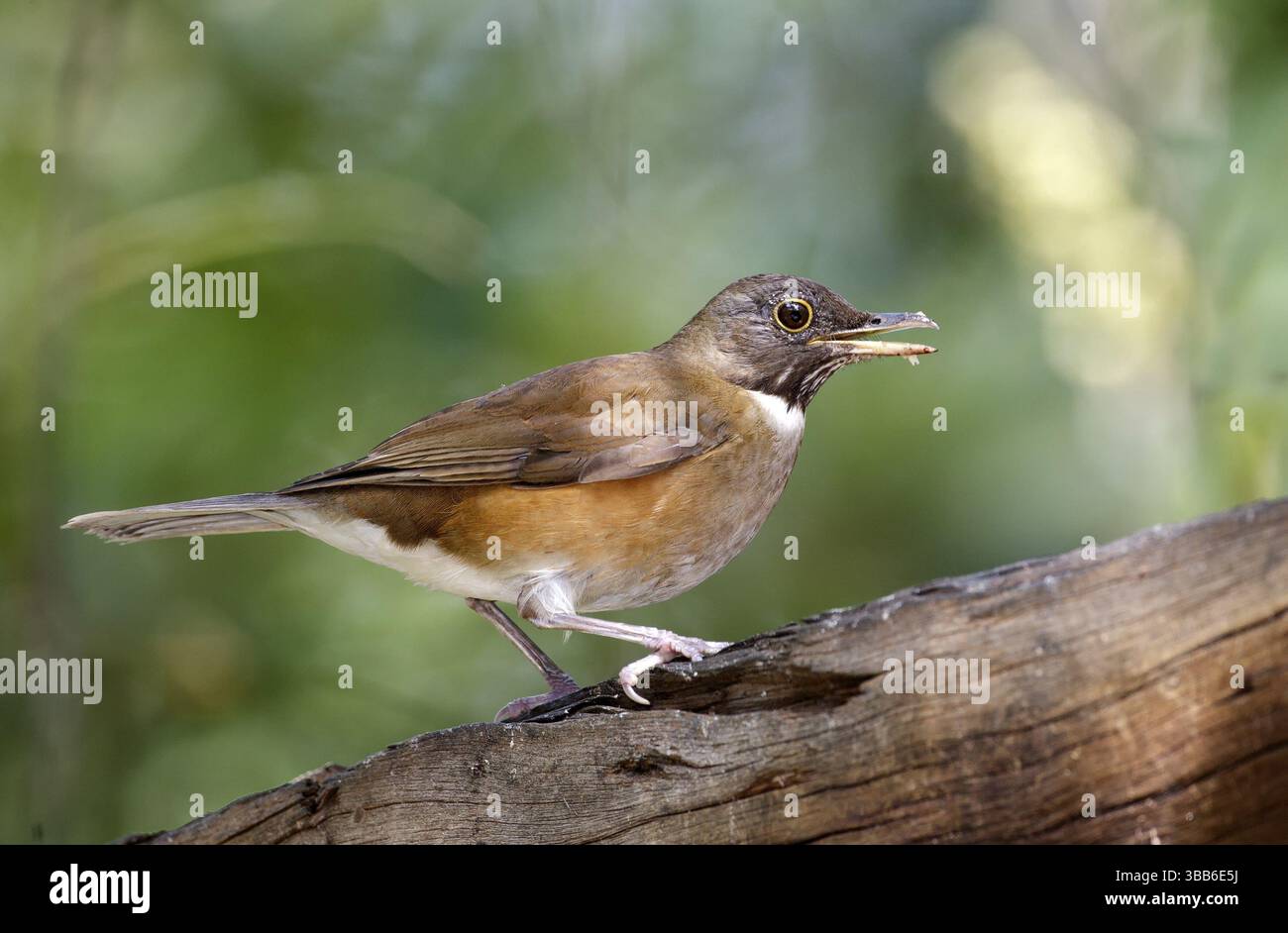 Weißhalsdrossel (Turdus albicollis) singend, Sao Paulo, Braszil Stockfoto