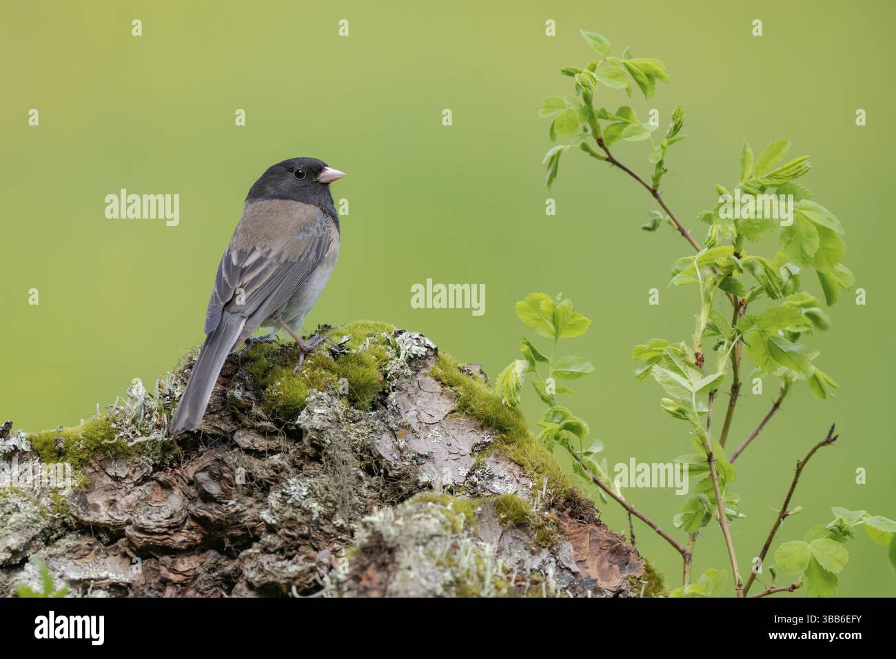 Oregon Junco (Junco hyemalis oreganus), British Columbia, Kanada, Nordamerika Stockfoto