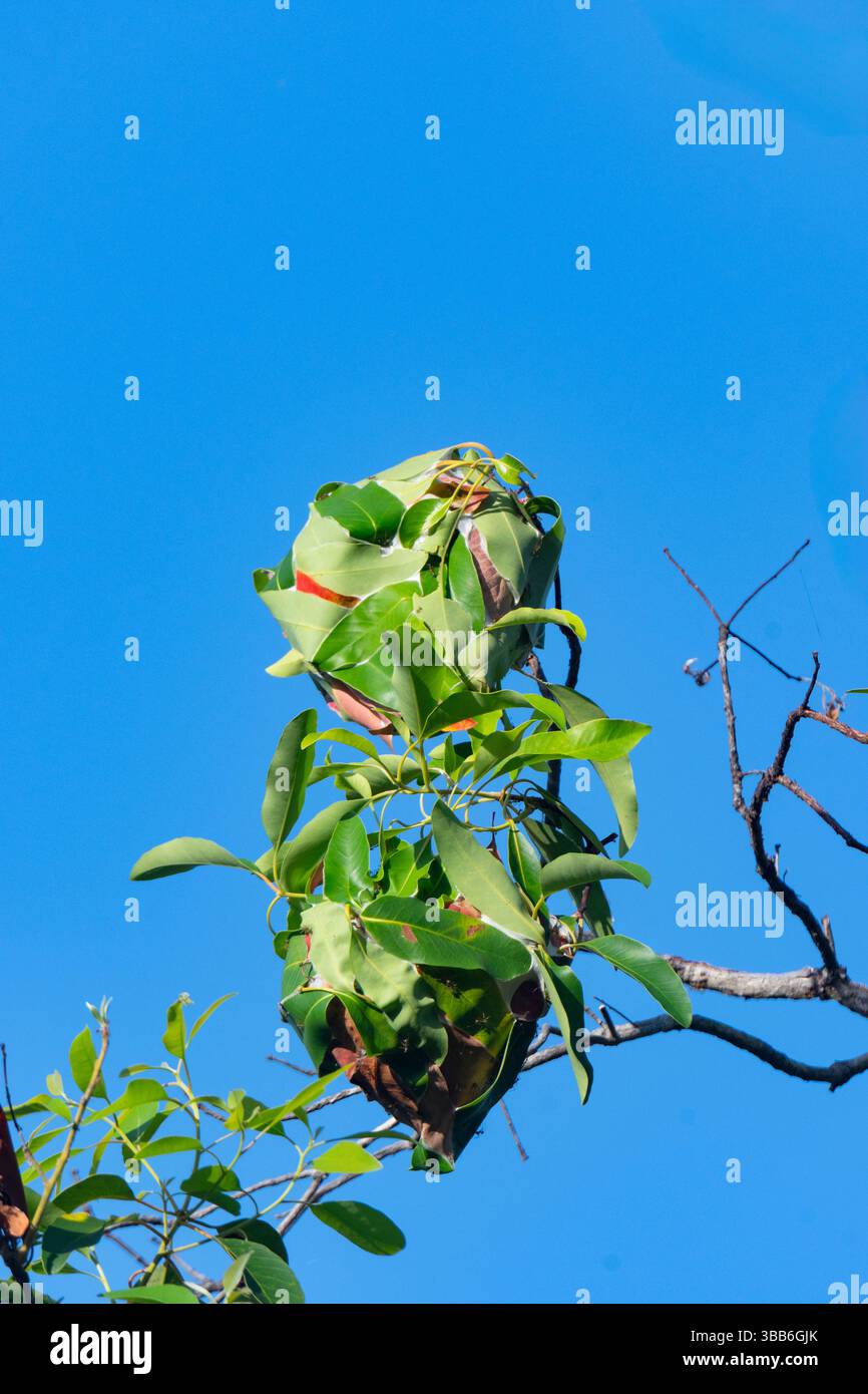 Grüne Ameisennest aus zusammengeklebten Blättern, Lakefield National Park, Rinyirru, Cape York Peninsula, Far North Queensland, FNQ, Australien Stockfoto
