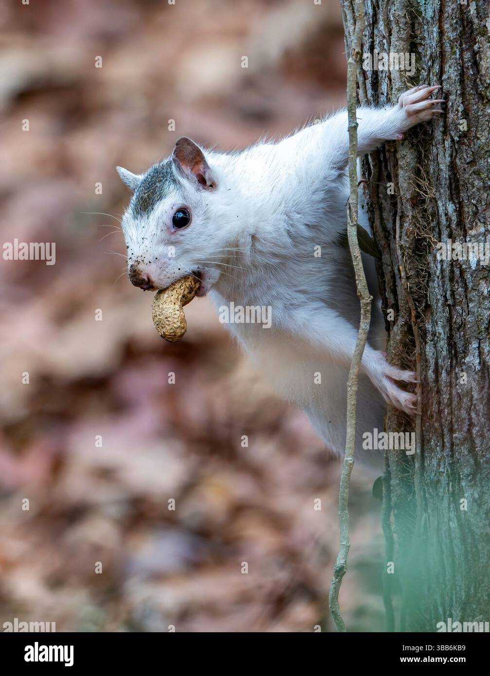 Ein einzigartiges weißes Eichhörnchen, das sich an einem Baumstamm festhält, dessen Gesicht mit einer Erdnuss geschmückt ist, vor einem verschwommenen Waldhintergrund. Das Bild fängt den Kuriosit ein Stockfoto