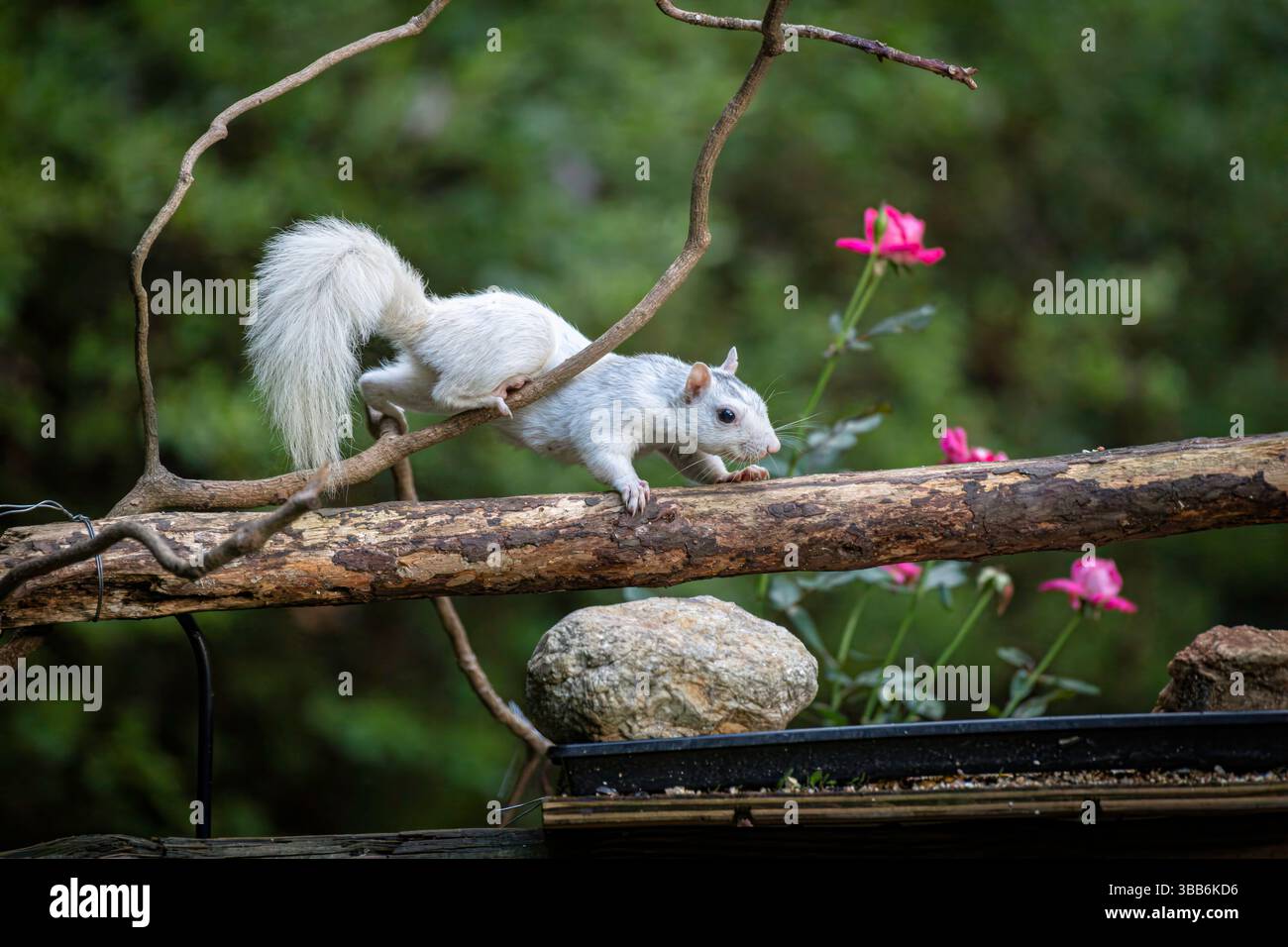 Ein einzigartiges weißes Eichhörnchen, das anmutig auf einem Zweig zwischen lebendigen Blumen und Grün thront und in einer ruhigen Umgebung im Freien gefangen gehalten wird. Stockfoto