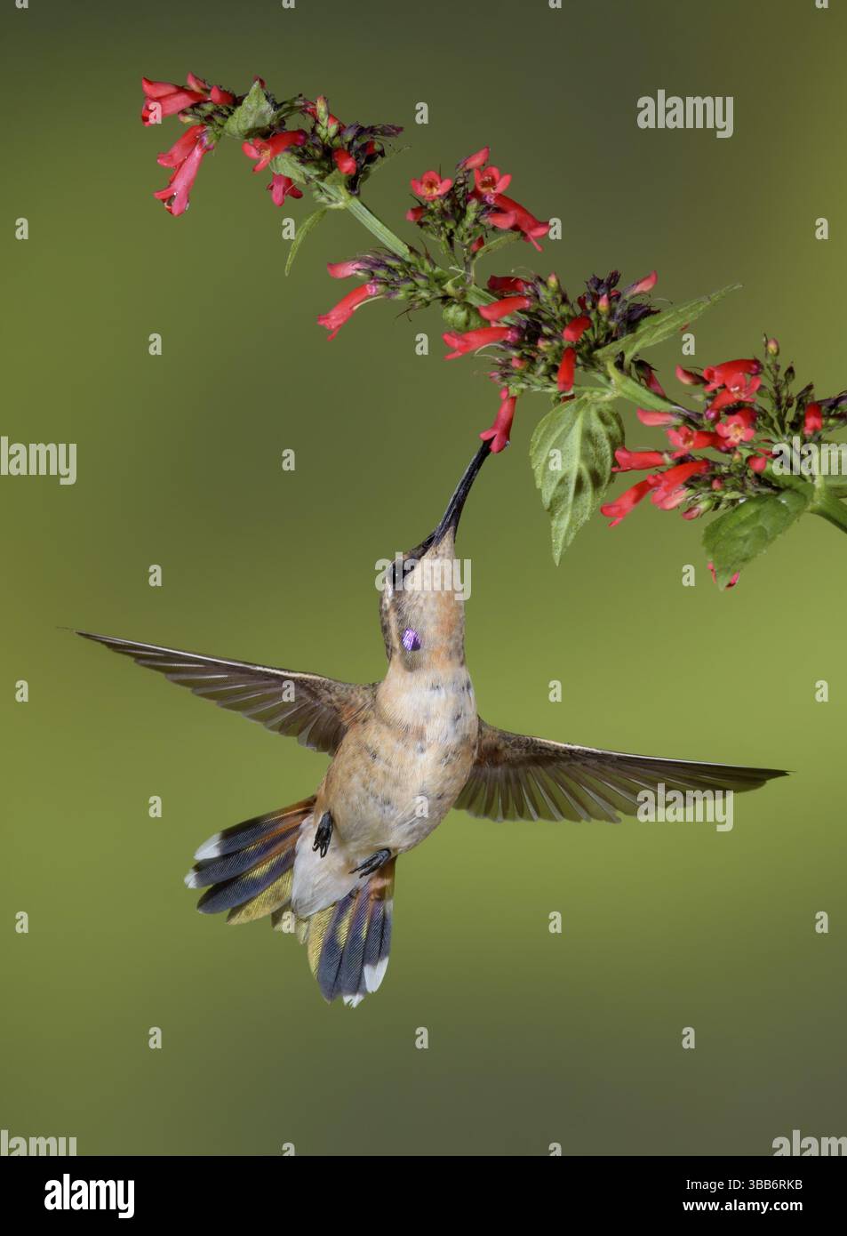 Lucifer Sheartail (Calothorax lucifer) männlich, das an Blütennektar ernährt, Texas, USA, Nordamerika Stockfoto