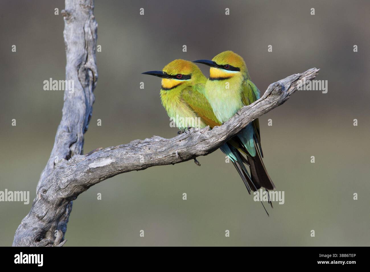 Rainbow Bienenfresser (Merops ornatus) Paar auf einem Zweig, South Australia, Australien, Ozeanien Stockfoto