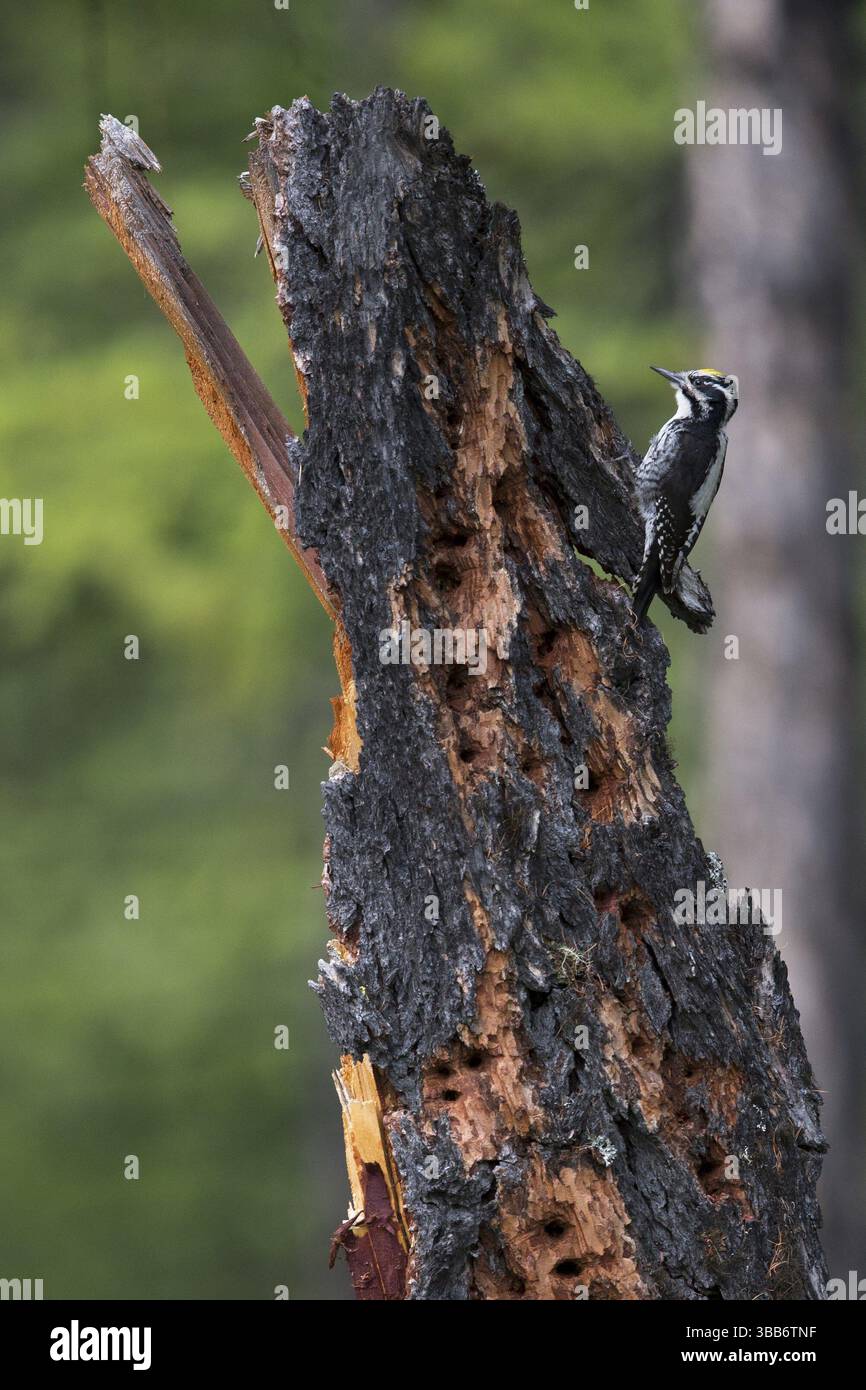 Dreizehiger eurasischer Holzspecht (Picoides tridactylus), männlich auf einem Baum, See Khuvsgul, Mongolei, Asien Stockfoto