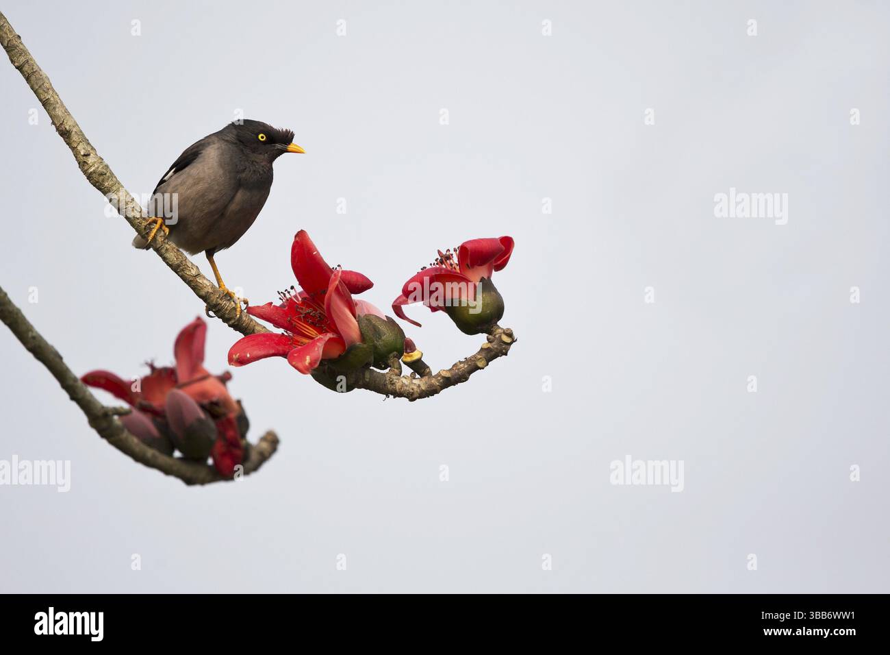 Dschungel Myna (Acridotheres fuscus) auf der Suche nach Nektar auf blühenden Seidenbaumbaumbaumbaumbäumen (Bombax ceiba), Kaziranga Nationalpark, Indien, Asien Stockfoto