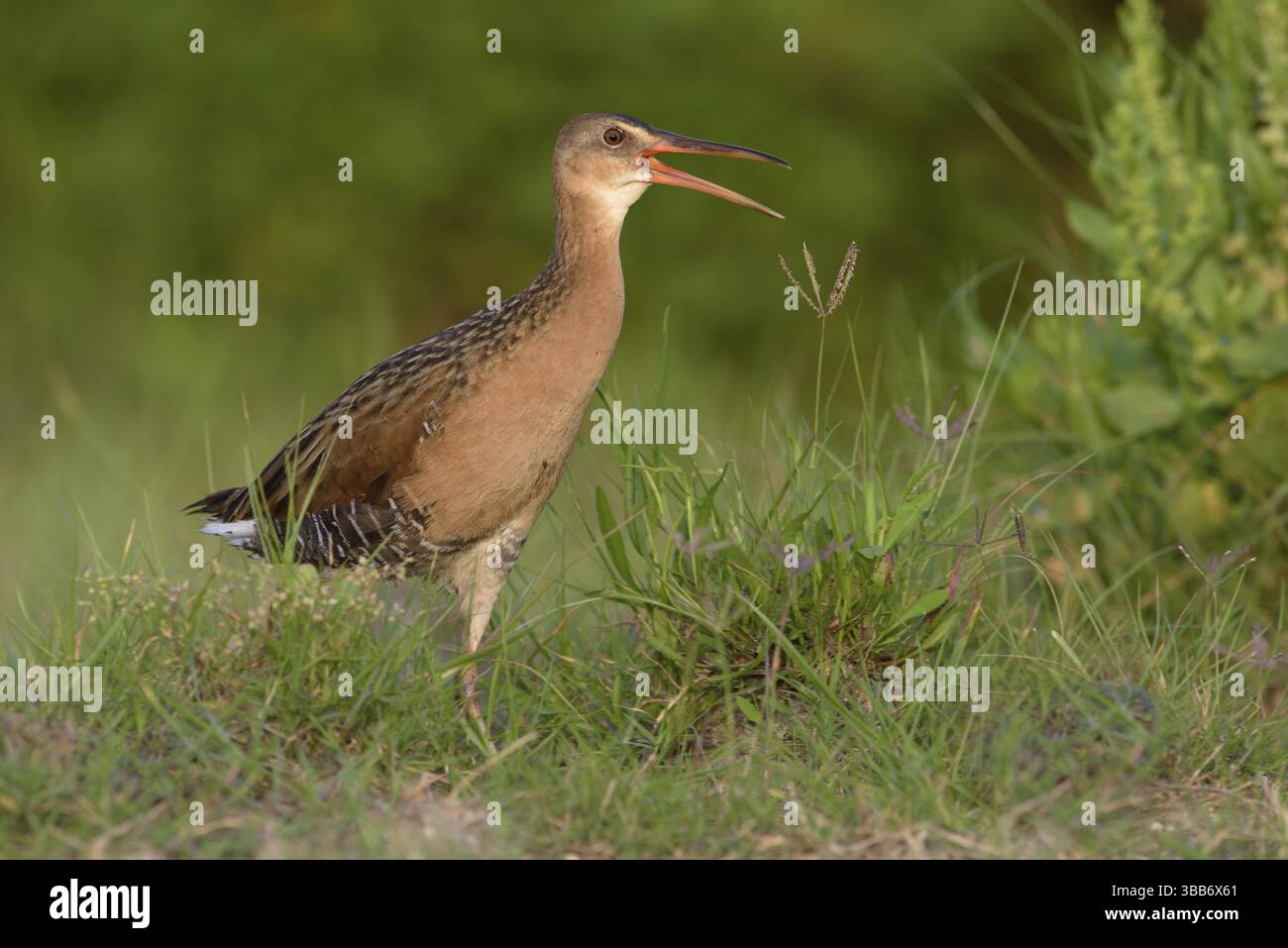 King Rail (Rallus elegans) Calling, Texas, USA, Nordamerika Stockfoto