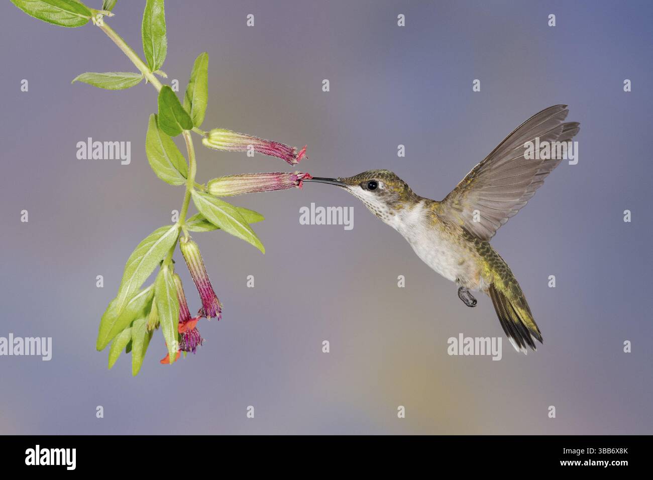 Ruby-throated Hummingbird (Archilochus colubris), das beim Füttern von Blütennektar fliegt, Texas, USA, Nordamerika Stockfoto