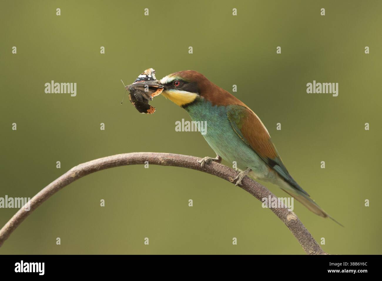 Europäischer Bienenfresser (Merops apiaster) auf einem Flechtenzweig mit Insekten im Schnabel, Serbien, Europa Stockfoto