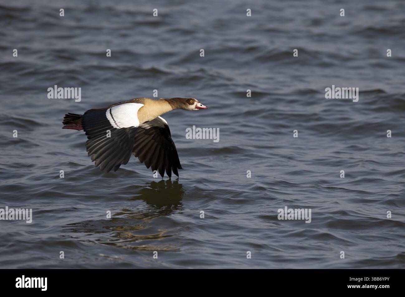 Ägyptische Gans (Alopochen aegyptiaca) fliegen, Awasa-See, Äthiopien, Afrika Stockfoto