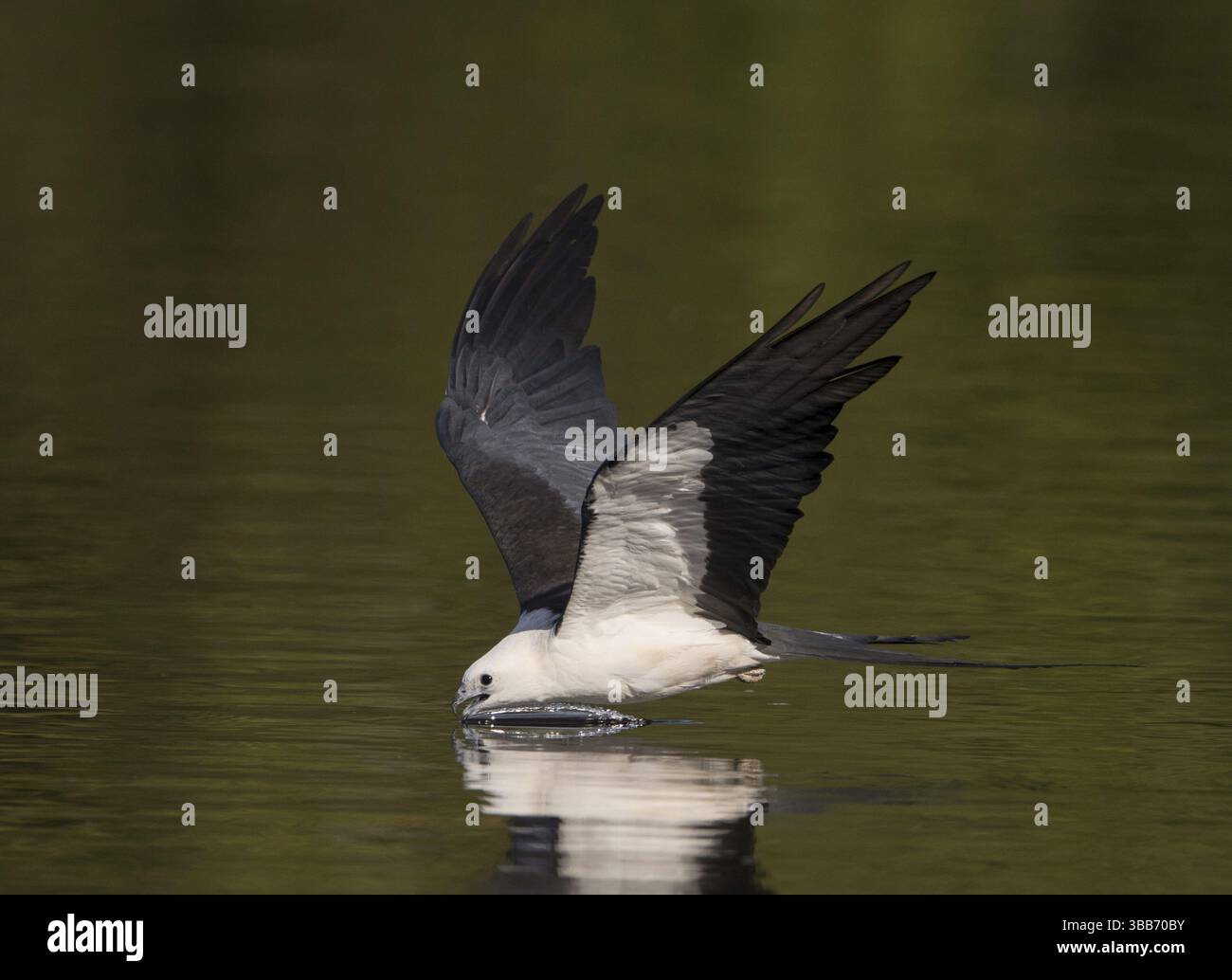 Schwalbenschwanz-Drachen (Elanoides forficatus) trinken im Flug, Florida, USA, Nordamerika Stockfoto