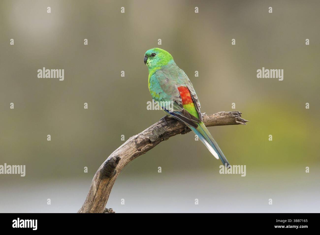 Rotwein-Papagei (Psephotus haematonotus), männlich auf einem Ast, Victoria, Australien, Ozeanien Stockfoto