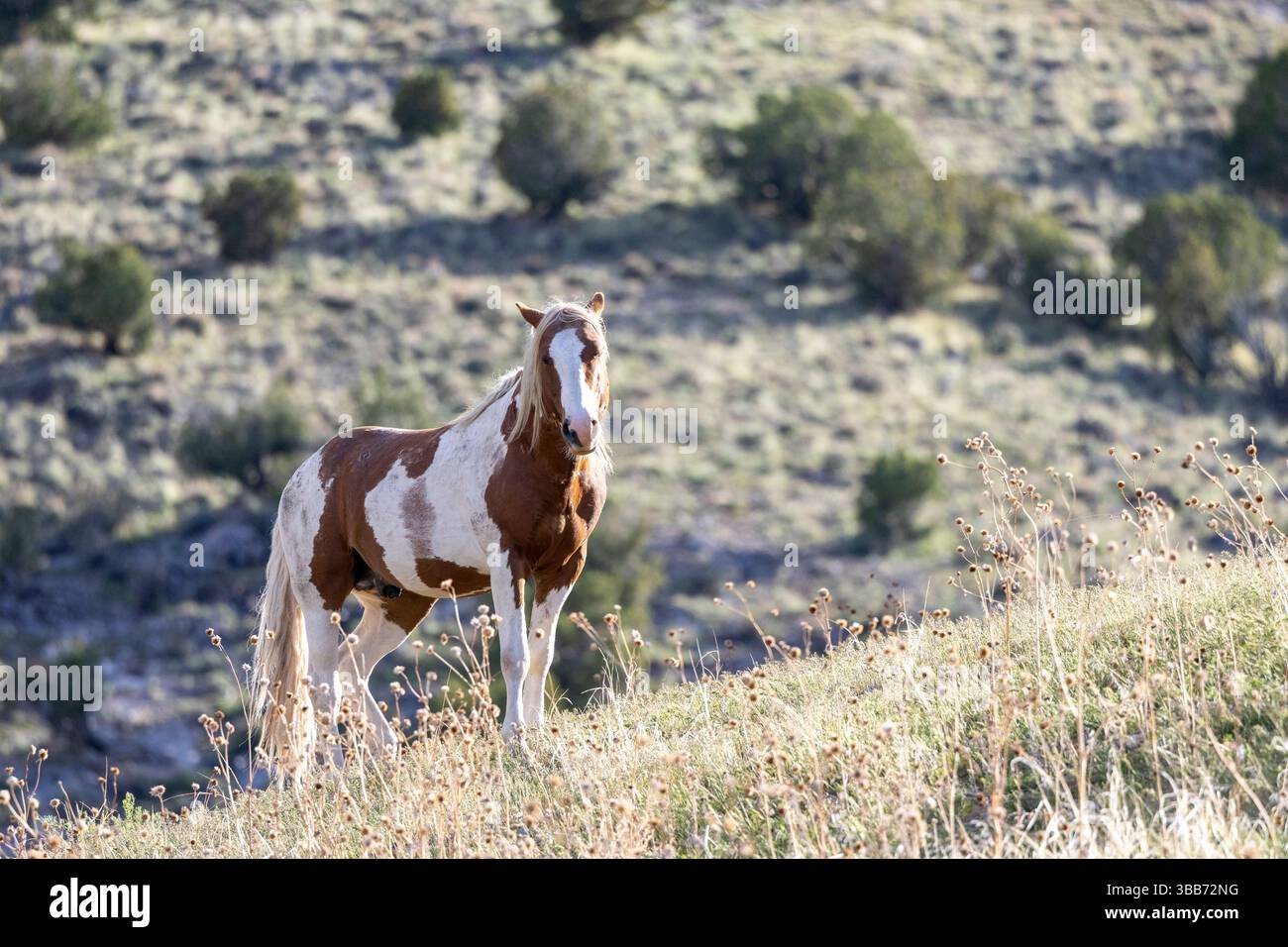 Wild Pinto Bachelor Hengst auf Hill in der Westwüste von Utah. Stockfoto