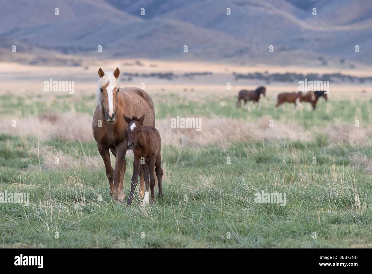 Stute mit New Fohlen, Wild Horses, Utah Stockfoto