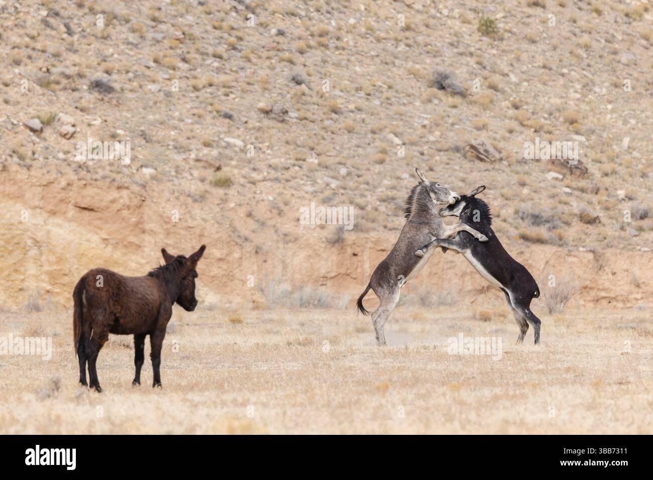 Wilde Burros spielen, San Rafael Swell Stockfoto