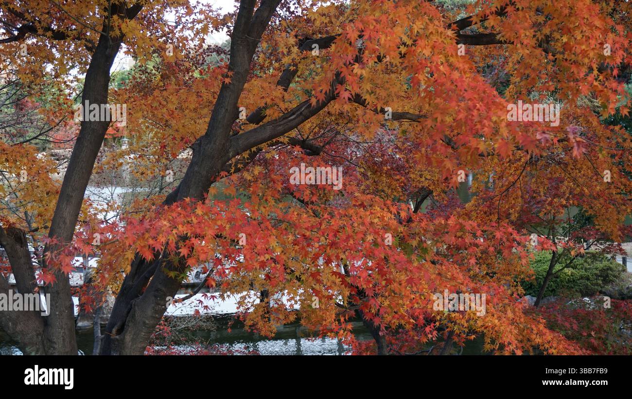 Japanische herbstliche Ahornblätter Stockfoto