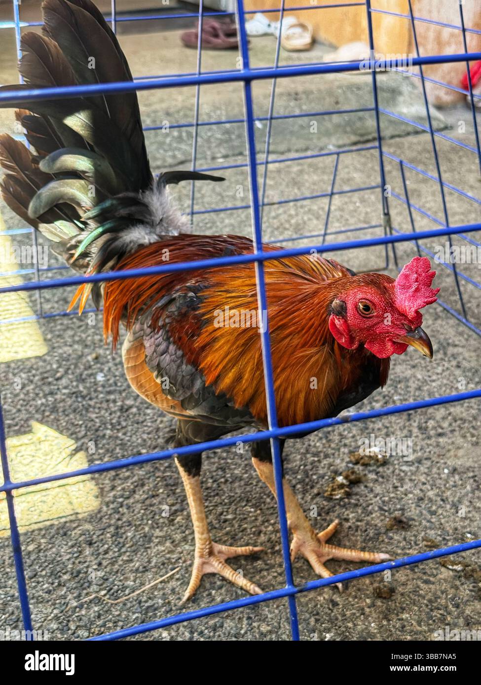 4 Monate altes Pullover Huhn Stockfoto
