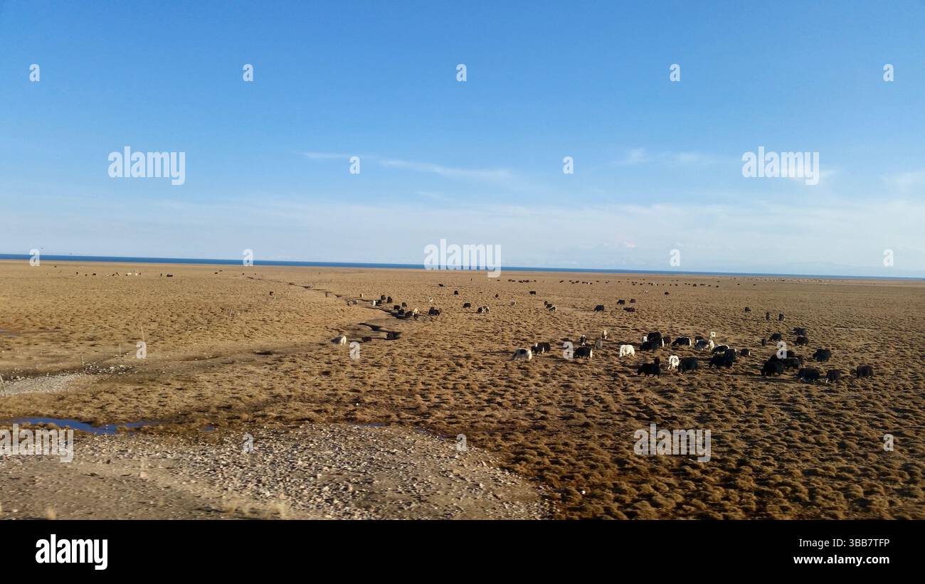 Kumbum Kloster und Qinghai See: Spirituelle und natürliche Wunder von Qinghai, China Stockfoto