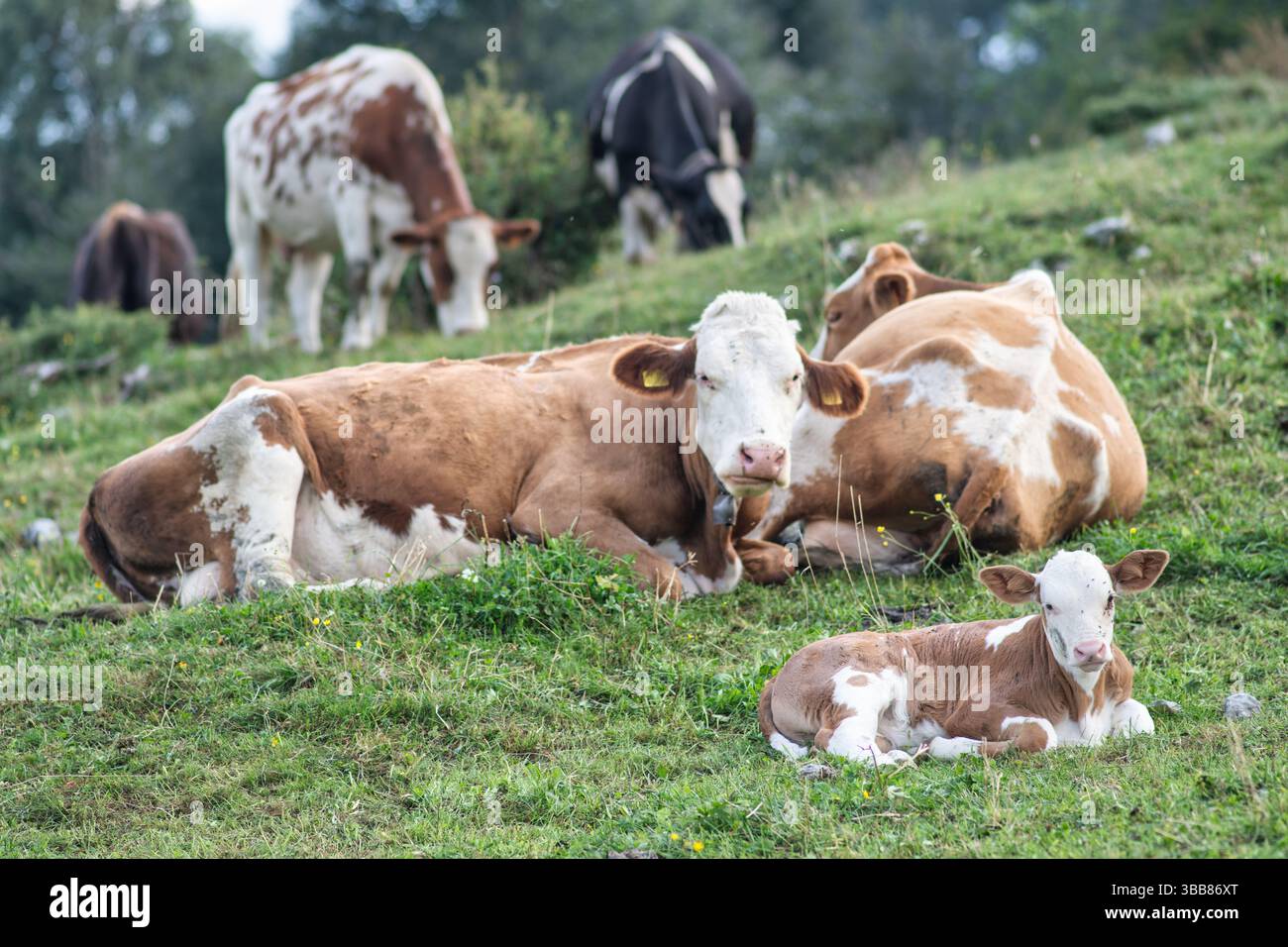 Rinderherden, die mit einem kleinen Kalb weiden Stockfoto