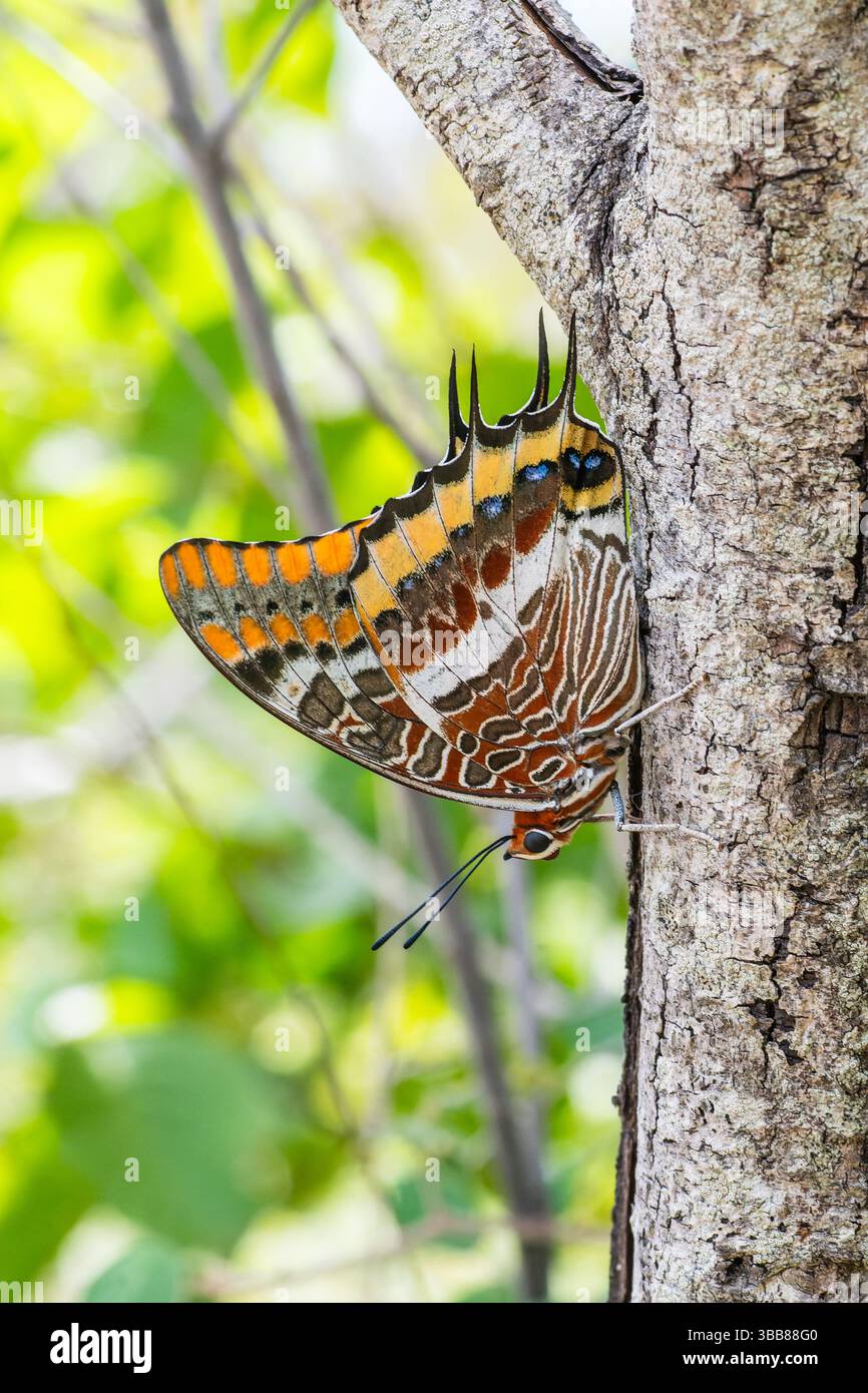 Zweischwänziger Pascha (Charaxes jasius) auf Baumstamm, farbenfroher mediterraner Schmetterling, Korsika, Frankreich Stockfoto
