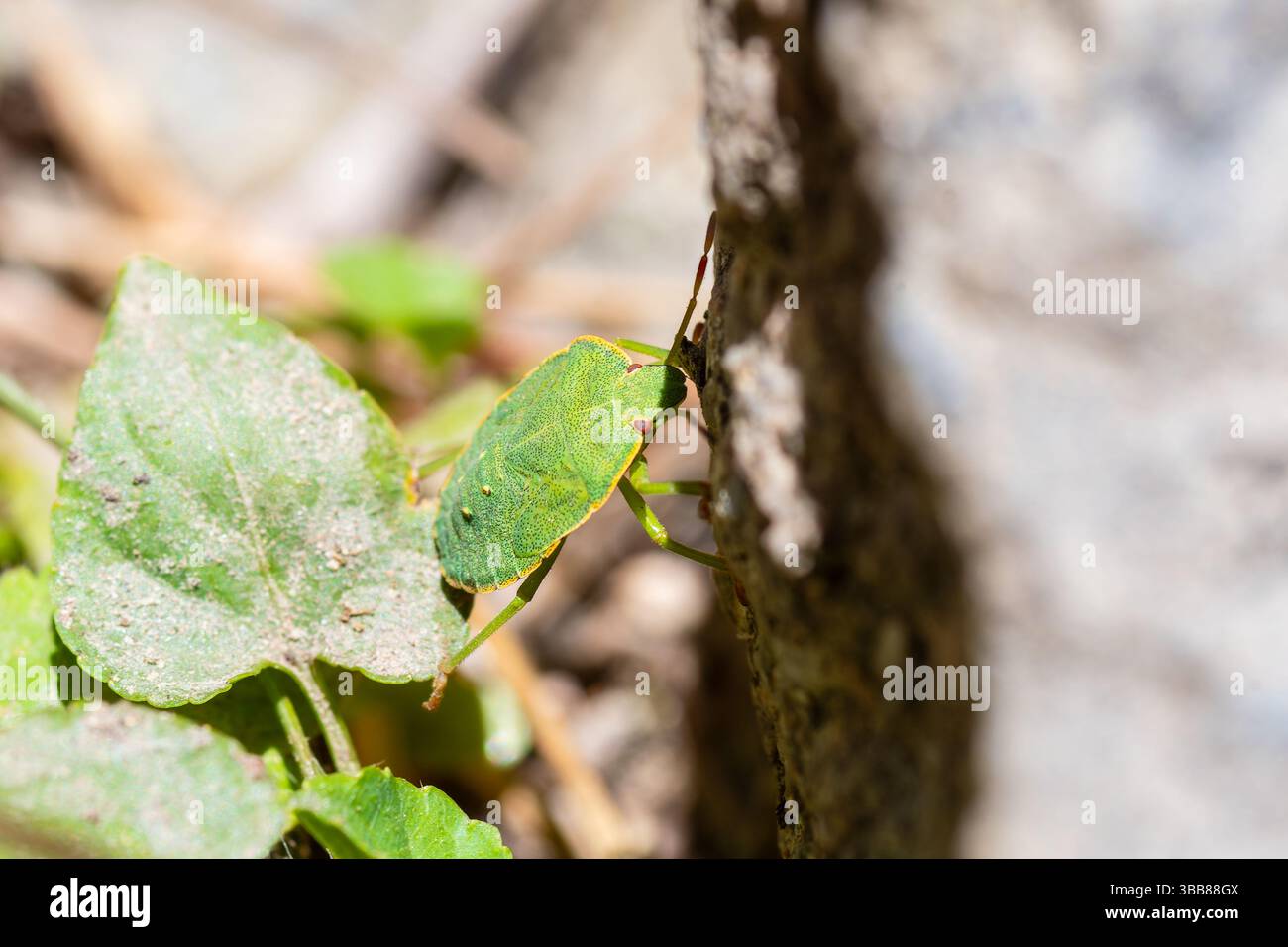 Grüner Schildkäfer (Palomena prasina) auf Baumrinde, gemeiner europäischer echter Käfer der Familie Pentatomidae, Korsika, Frankreich Stockfoto