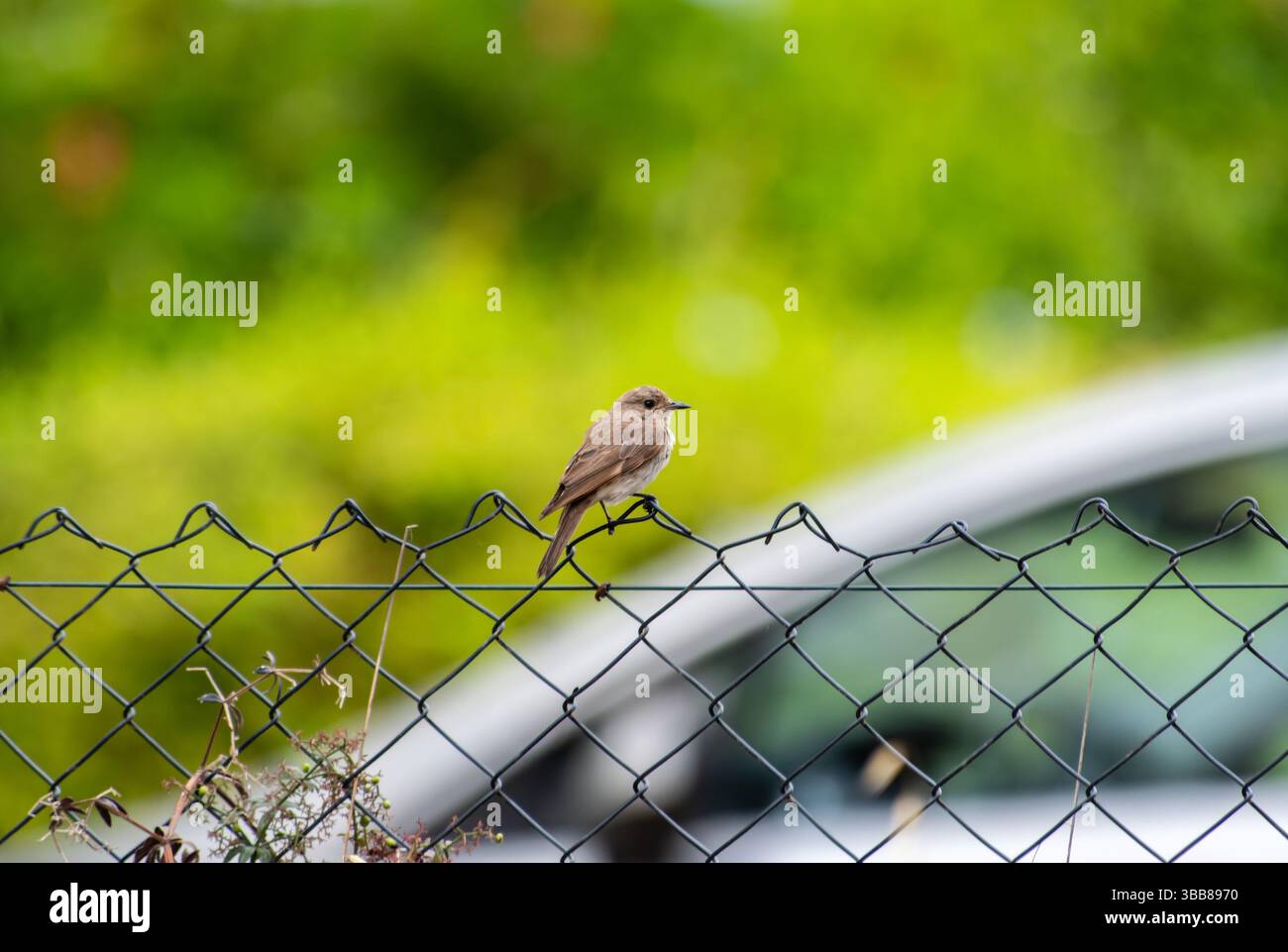 Gefleckter Fliegenfänger (Muscicapa striata) auf einem Olivenzweig in Korsika, Frankreich Stockfoto