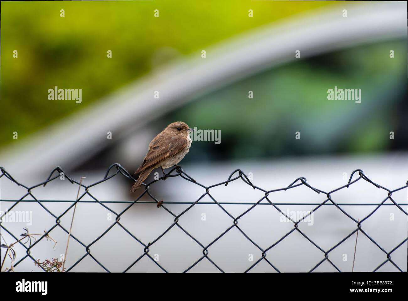 Gefleckter Fliegenfänger (Muscicapa striata) auf einem Olivenzweig in Korsika, Frankreich Stockfoto