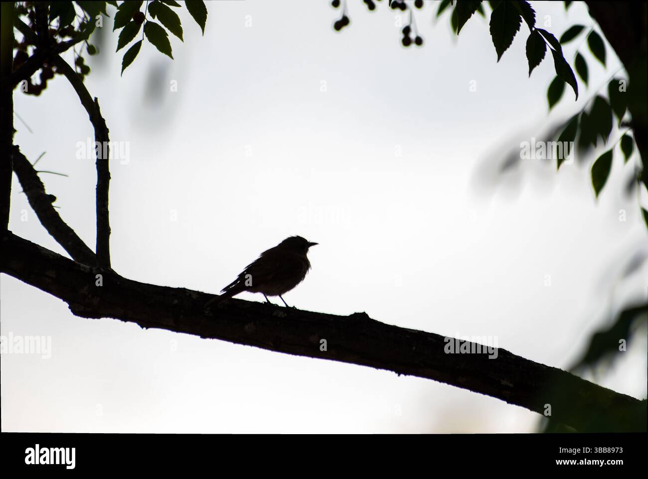 Gefleckter Fliegenfänger (Muscicapa striata) auf einem Olivenzweig in Korsika, Frankreich Stockfoto